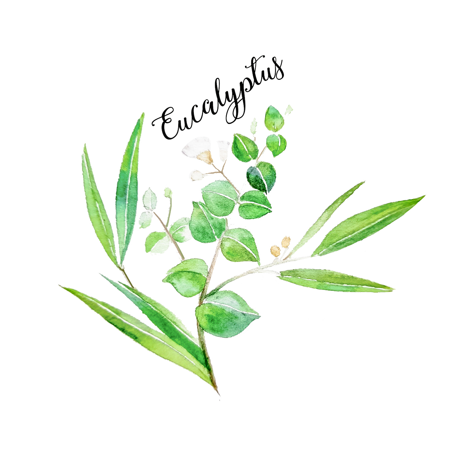 Eucalyptus