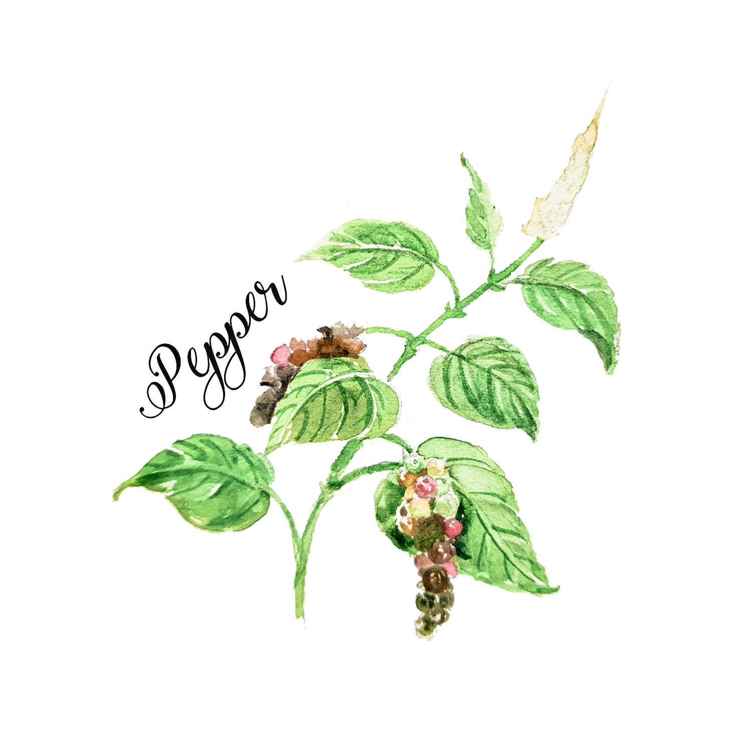 Pepper