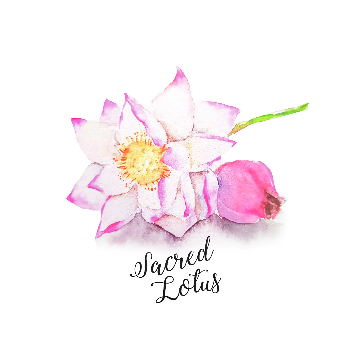 Lotus
