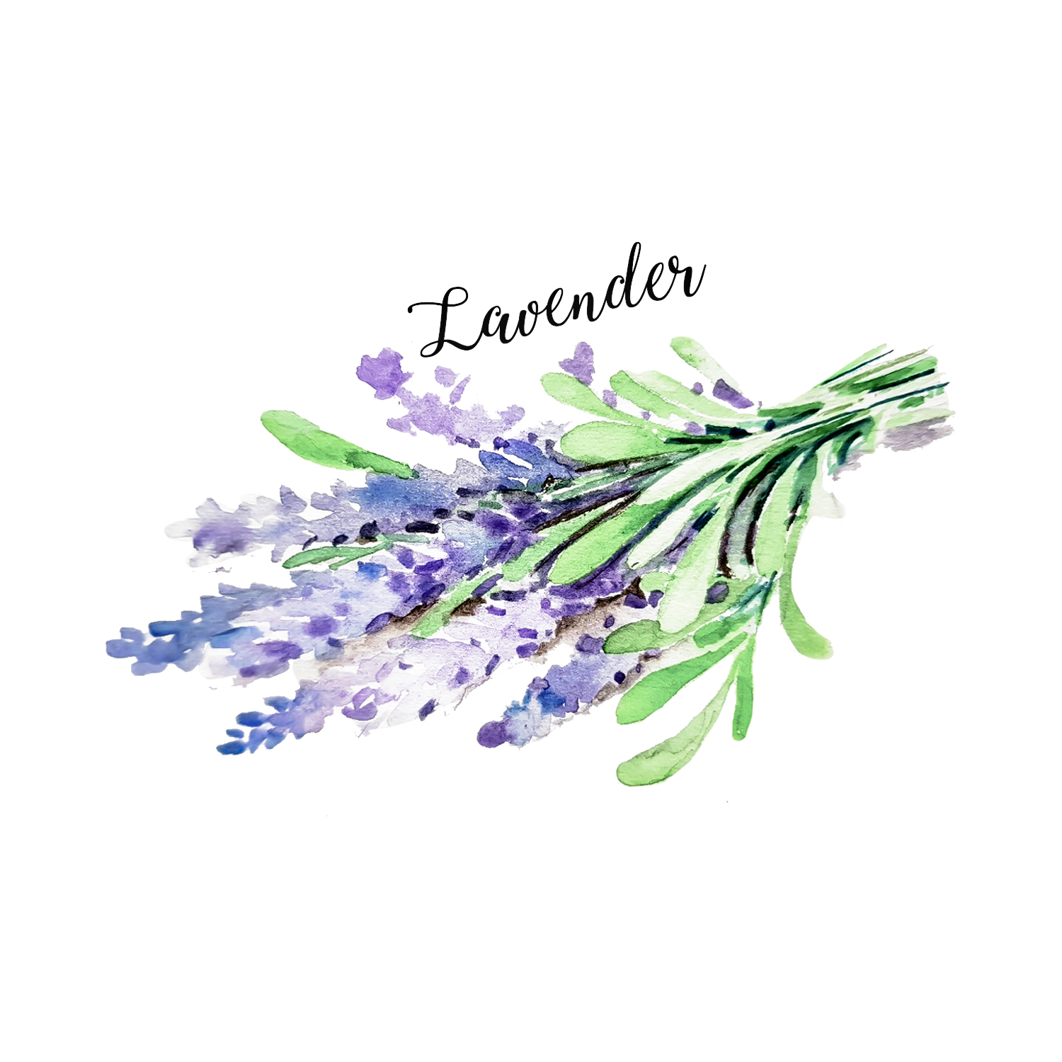 Lavender