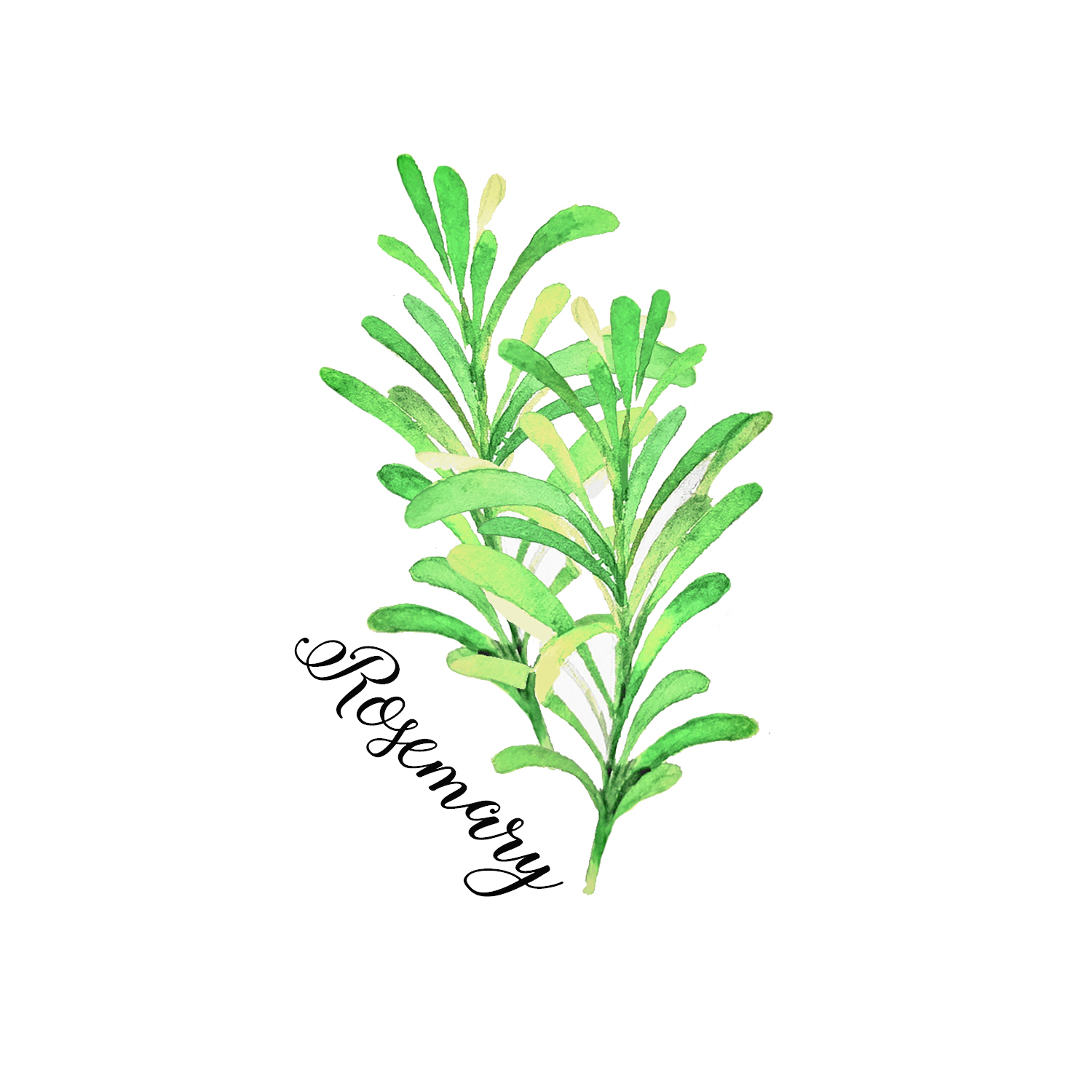 Rosemary